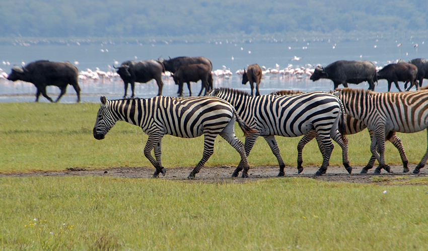 4 Days Masai Mara / Lake Nakuru Camping Safari