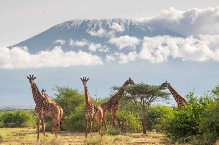 Amboseli Camping Safari